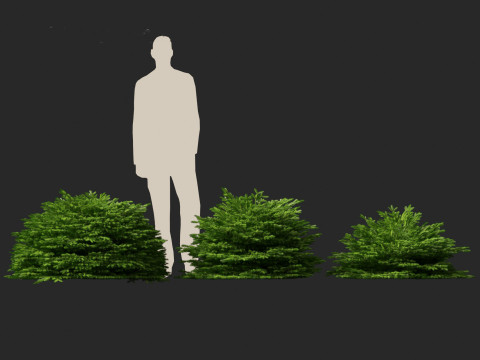 Picea abies Nidiformis - Norway spruce 3D Model