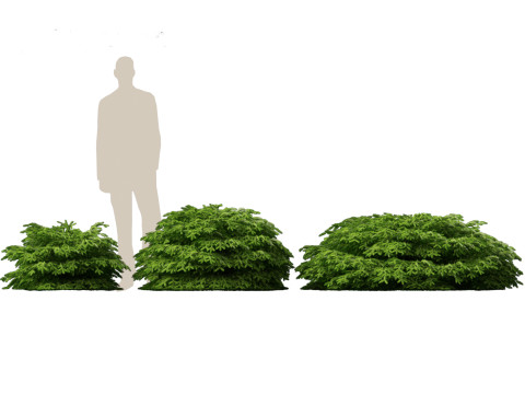 Picea abies Nidiformis - Norway spruce 3D Model