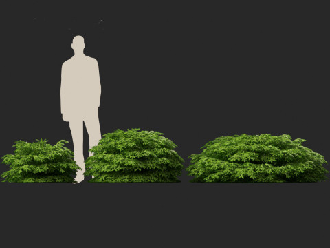 Picea abies Nidiformis - Norway spruce 3D Model