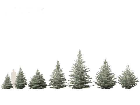 Picea pungens Baby Blue Eyes - Colorado spruce 3D-Modell