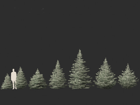 Picea pungens Baby Blue Eyes - Colorado spruce 3D-Modell