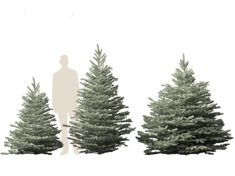 Picea pungens Baby Blue Eyes - Colorado spruce 3D-Modell