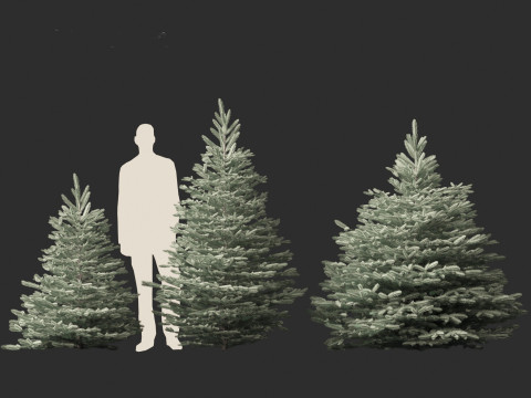 Picea pungens Baby Blue Eyes - Colorado spruce 3D-Modell