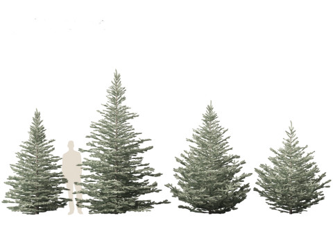 Picea pungens Baby Blue Eyes - Colorado spruce 3D-Modell
