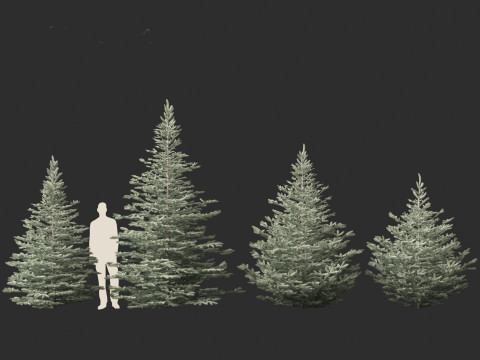 Picea pungens Baby Blue Eyes - Colorado spruce 3D-Modell