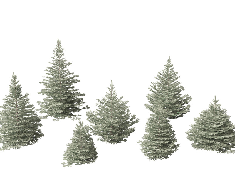 Picea pungens Baby Blue Eyes - Colorado spruce 3D-Modell .c4d .max .obj .3ds .fbx .stl .blend 
