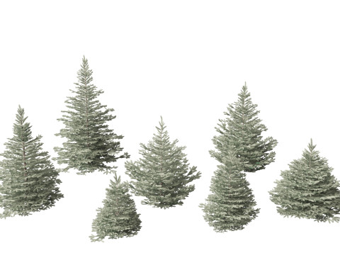 Picea pungens Baby Blue Eyes - Colorado spruce 3D Model