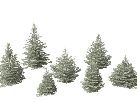 Picea pungens 베이비 블루 아이즈 - 콜로라도 가문비나무 3D 모델