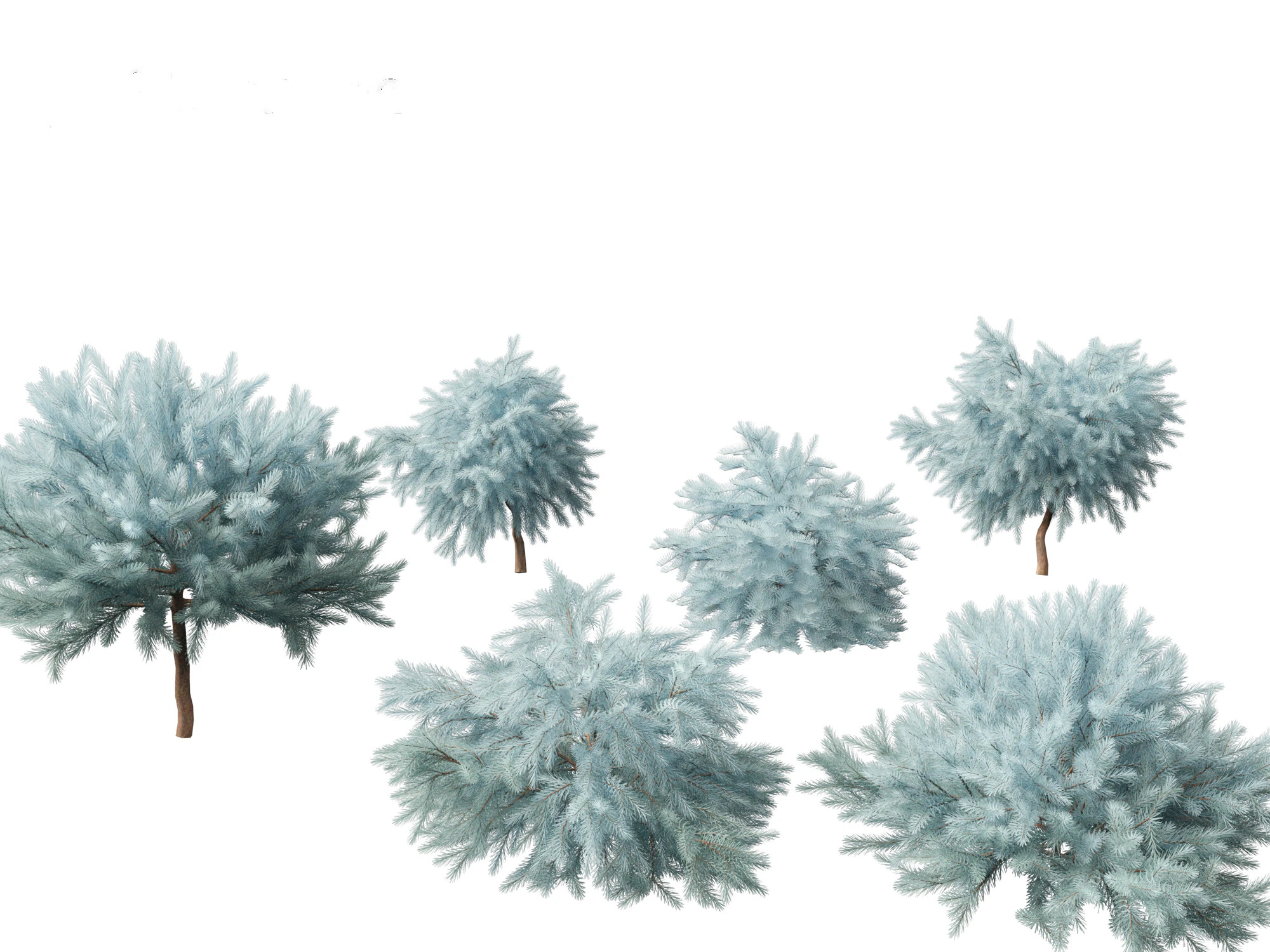 Picea pungens Glauca Globosa - Colorado spruce 3D Model .c4d .max .obj .3ds .fbx .stl .blend 