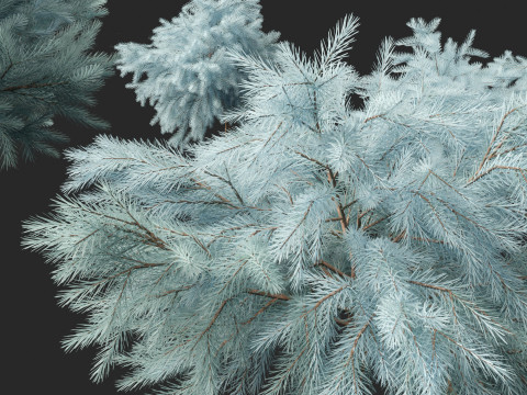 Picea pungens Glauca Globosa - Colorado spruce 3D Model