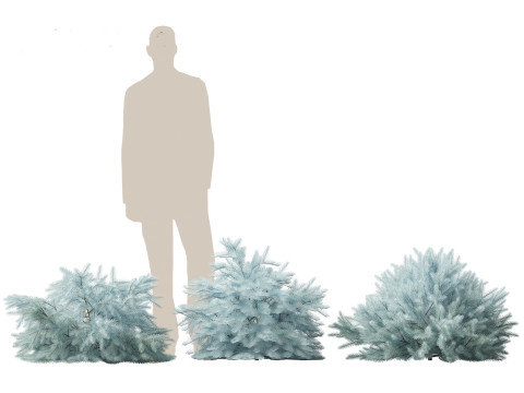 Picea pungens Glauca Globosa - Colorado spruce 3D Model
