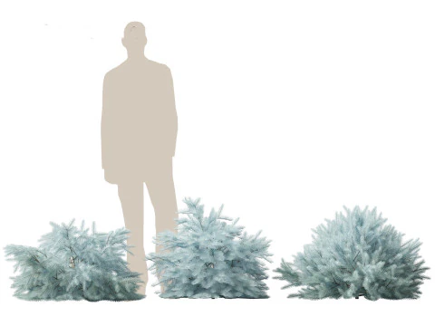 Picea pungens Glauca Globosa - Colorado spruce 3D Model