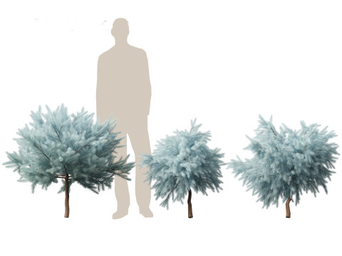 Picea pungens Glauca Globosa - Colorado spruce 3D Model