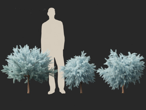Picea pungens Glauca Globosa - Colorado spruce 3D Model