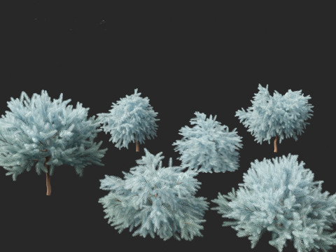 Picea pungens Glauca Globosa - Colorado spruce 3D Model