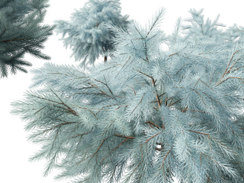Picea pungens Glauca Globosa - Colorado spruce 3D Model