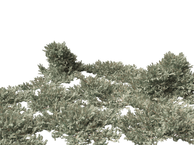 Picea pungens Glauca Procumbens - Procumbent Colorado Spruce 3D Модель .c4d .max .obj .3ds .fbx .stl .blend 