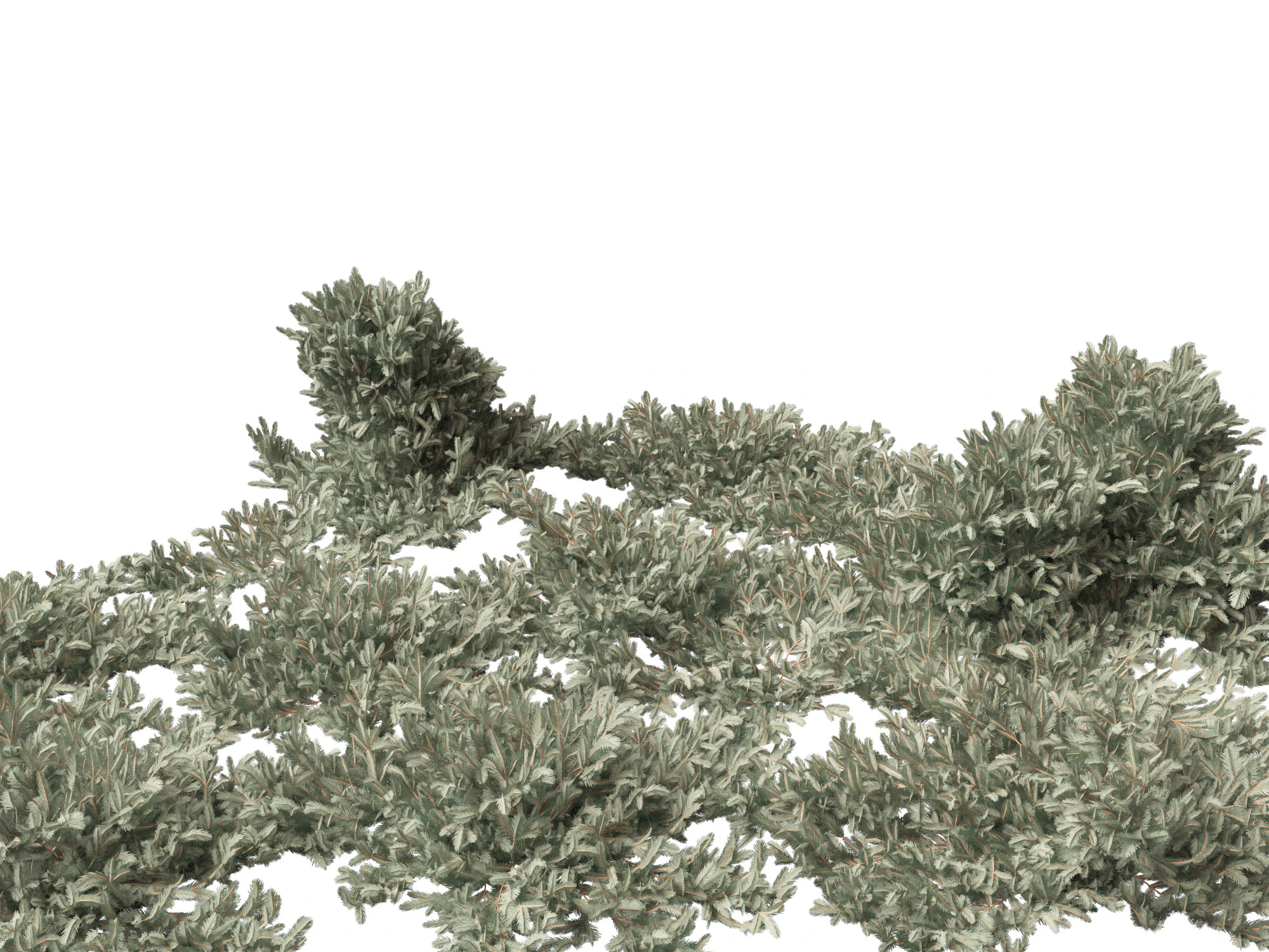 Picea pungens Glauca Procumbens - Procumbent Colorado Spruce 3D Model .c4d .max .obj .3ds .fbx .stl .blend 