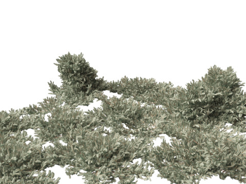 Picea pungens Glauca Procumbens - Procumbent Colorado Spruce 3D Model