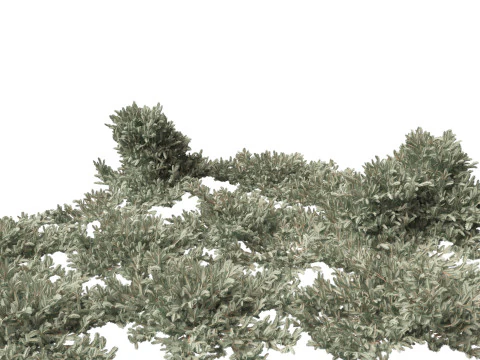Picea pungens Glauca Procumbens - &Eacute;pinette du Colorado couch&eacute;e Modèle 3D