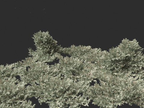 Picea pungens Glauca Procumbens - Procumbent Colorado Spruce 3D Модель