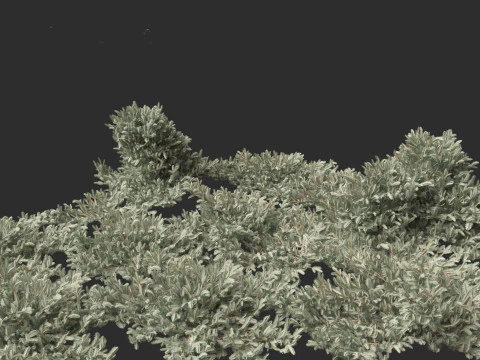 Picea pungens Glauca Procumbens - Procumbent Colorado Spruce 3D Model