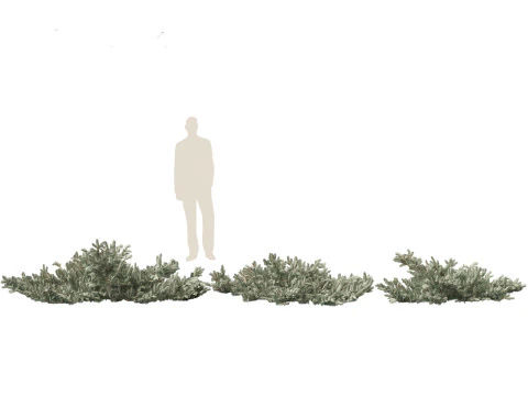 Picea pungens Glauca Procumbens - Procumbent Colorado Spruce 3D Model