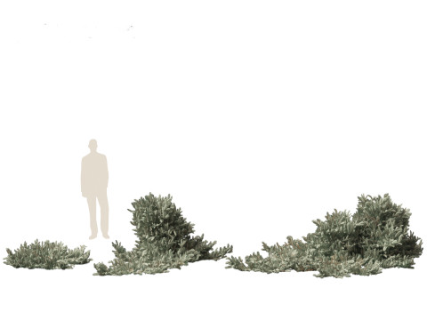 Picea pungens Glauca Procumbens - Procumbent Colorado Spruce 3D Модель
