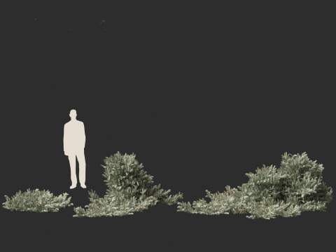 Picea pungens Glauca Procumbens - Procumbent Colorado Spruce 3D Модель