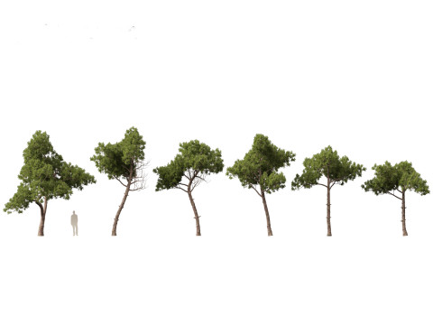 Pinus dalatensis - Dalat pine Modello 3D