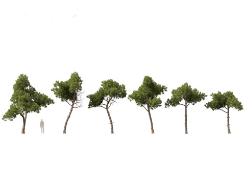 Pinus dalatensis - Pino di Dalat Modello 3D
