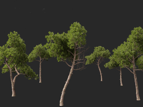 Pinus dalatensis - Dalat pine 3D मॉडल