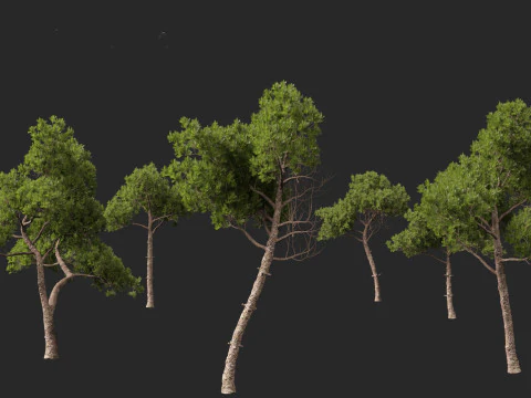 Pinus dalatensis - Dalat pine 3D Model