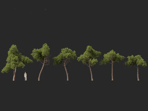 Pinus dalatensis - Dalat pine 3D Model