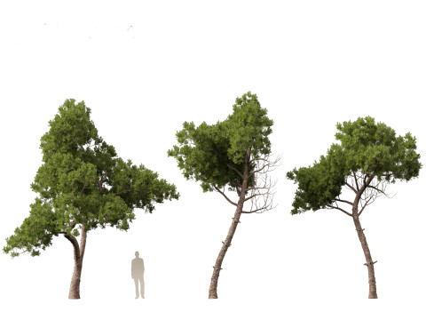 Pinus dalatensis - Dalat pine 3D मॉडल