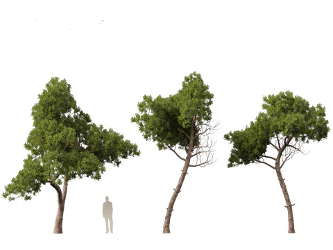 Pinus dalatensis - Dalat pine 3D Model