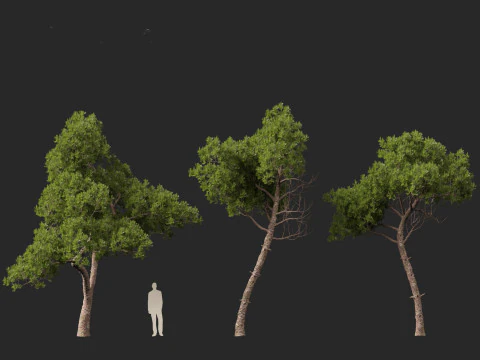 Pinus dalatensis - Dalat pine 3D Model