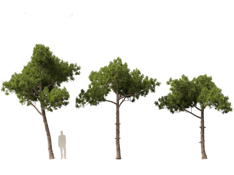 Pinus dalatensis - Dalat pine 3D मॉडल
