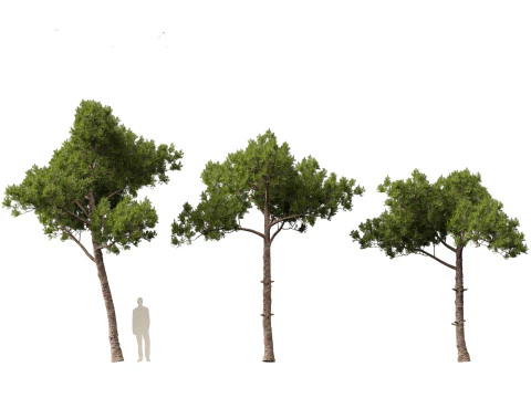 Pinus dalatensis - Dalat pine 3D Model
