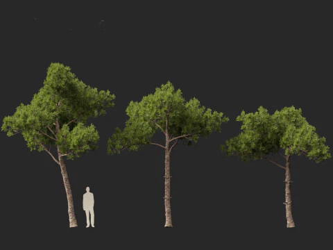 Pinus dalatensis - Dalat pine 3D Model