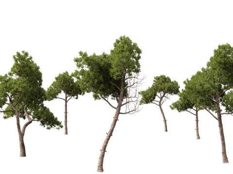 Pinus dalatensis - Dalat pine 3D मॉडल