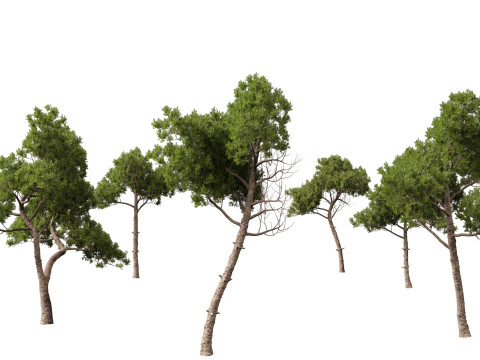 Pinus dalatensis - Dalat pine 3D Model