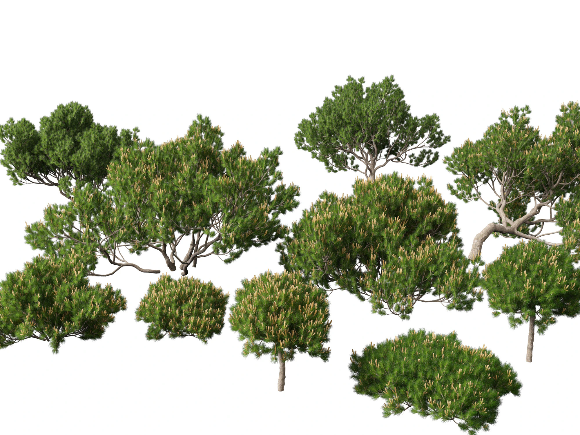 Pinus mugo &ndash; Pino mugo Modello 3D .c4d .max .obj .3ds .fbx .stl .blend 