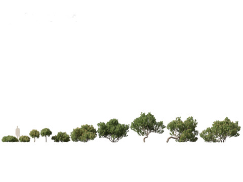 Pinus mugo - Swiss mountain pine 3D Model