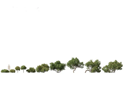 Pinus mugo &ndash; Pino mugo Modello 3D