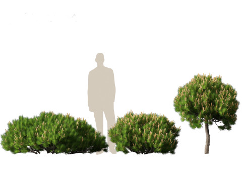 Pinus mugo - Swiss mountain pine 3D Model