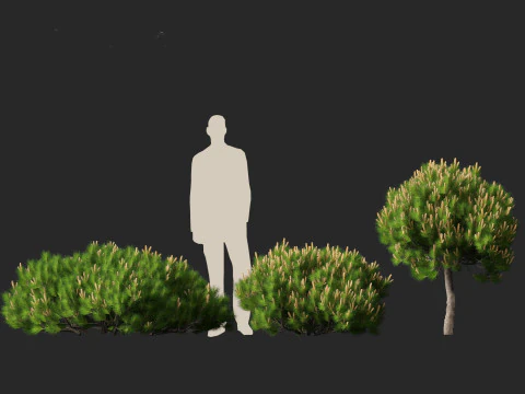 Pinus mugo &ndash; Pino mugo Modello 3D