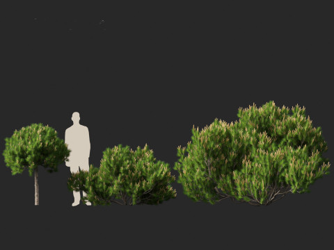 Pinus mugo - Swiss mountain pine 3D Model