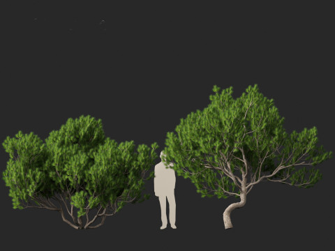 Pinus mugo - Swiss mountain pine 3D Model