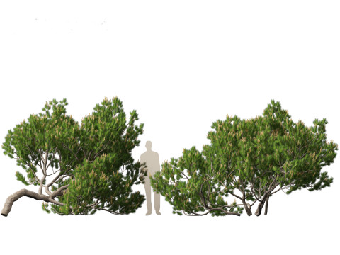 Pinus mugo - Swiss mountain pine 3D Model